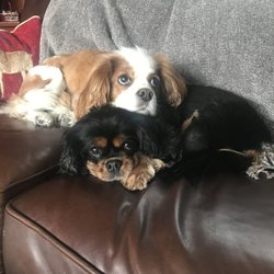 4 Paws Mobile Grooming