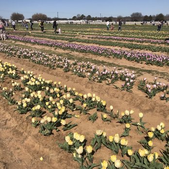 Texas-Tulips - A few tulips. - Nurseries & Gardening Near Me - Pilot Point, Texas Texas-Tulips - A few tulips. - Nurseries & Gardening Near Me - Pilot Point, Texas