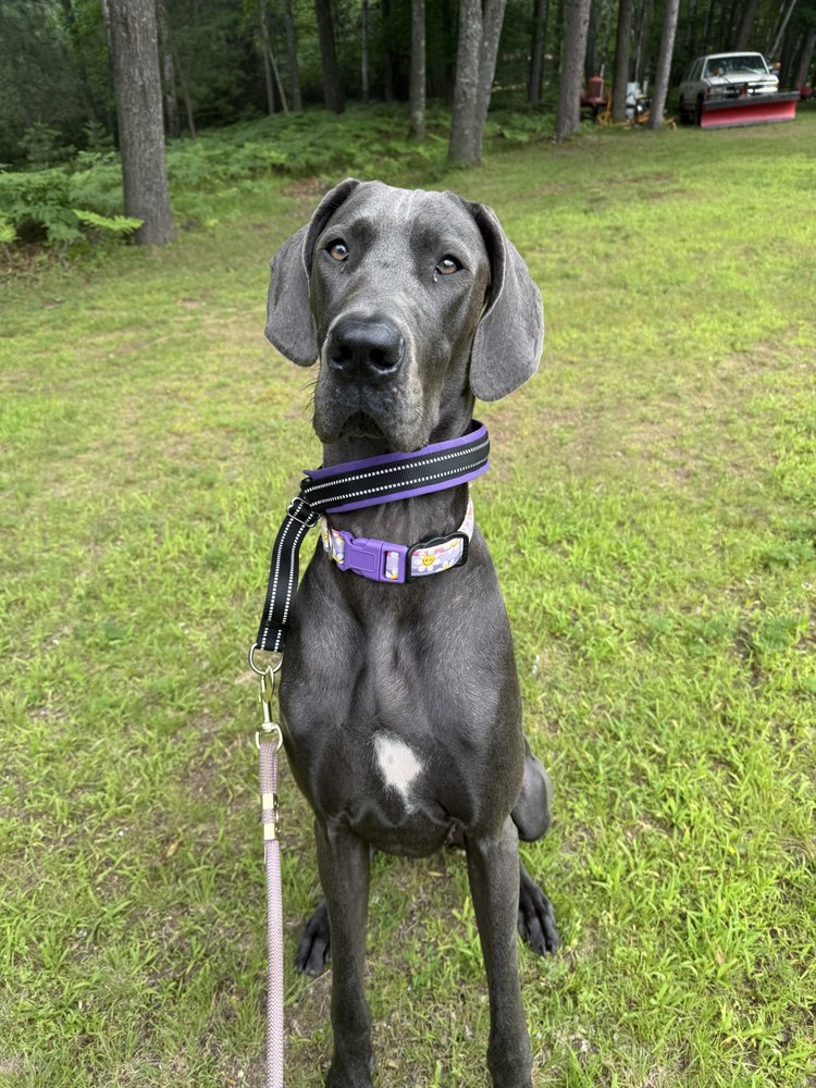 Johnson's Mystic Pawz Retreat - pet boarding facility in Oshkosh, WI