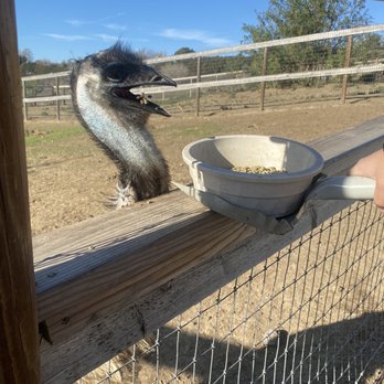 Ostrichland USA - Feed me - Attraction Farms Near Me - Solvang, California