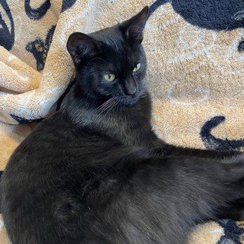 Good Luck Cat Cafe - Wilbur was surprised by the sounds of his cat roommates - Pet Services Near Me - Fort Lauderdale, Florida