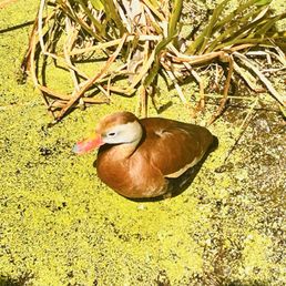 Duck day Duck day