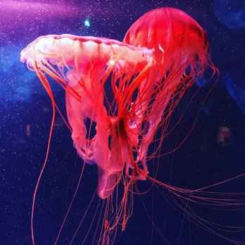 Shedd Aquarium - Tangled jelly - Aquariums Near Me - Chicago, Illinois Shedd Aquarium - Tangled jelly - Aquariums Near Me - Chicago, Illinois