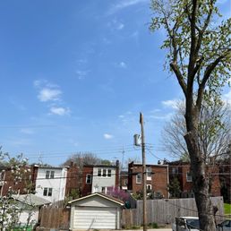 After tree was cut.