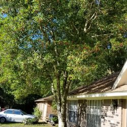 Out On A Limb - Need to remove this tree.