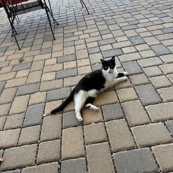 Le Cuvier Winery - One of the winery cats - this one was friendly.  There is another black fuzzy one which was not as friendly. - Wineries Near Me - Paso Robles, California