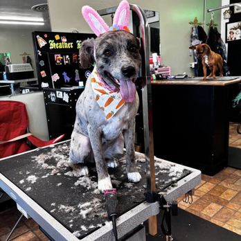Barker Shop - Pet Groomers Near Me - Tulare, California Barker Shop - Pet Groomers Near Me - Tulare, California