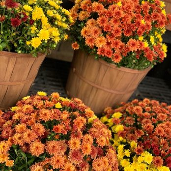 Kroger - Fall Flowers - Grocery Near Me - Houston, Texas Kroger - Fall Flowers - Grocery Near Me - Houston, Texas