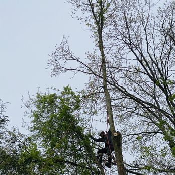 Master Tree Services - Tree Services Near Me