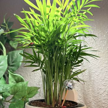 Plantlush - Areca Palm 4 Inch Pot - Months Later, still going strong - Nurseries & Gardening Near Me - San Jose, California Plantlush - Areca Palm 4 Inch Pot - Months Later, still going strong - Nurseries & Gardening Near Me - San Jose, California