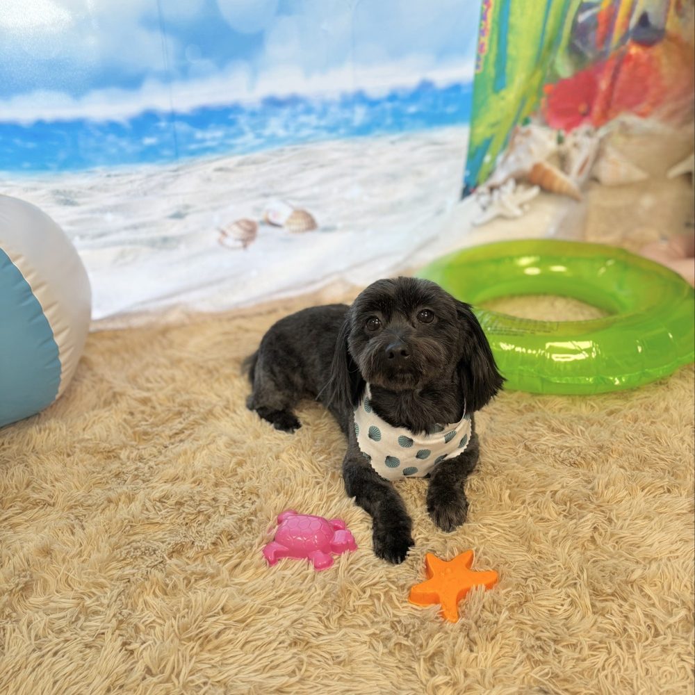 Royalty Pet Spa - Pet Groomers Near Me - Las Vegas, Nevada Royalty Pet Spa - Pet Groomers Near Me - Las Vegas, Nevada
