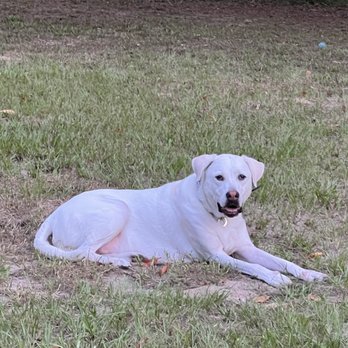 Casper's Camp Hope - My Lelouch - Pet Training Near Me - Gainesville, Florida