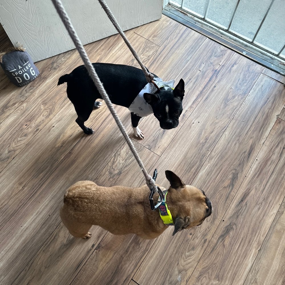 Bitches N Bubbles - Pet Groomers Near Me - Long Beach, California Bitches N Bubbles - Pet Groomers Near Me - Long Beach, California