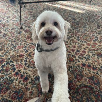 Precious Paws - Handsome boy - Pet Groomers Near Me