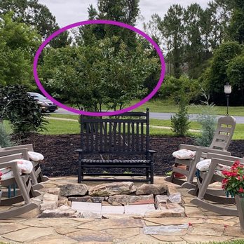 B K Plants - A danged white Crêpe Myrtle - Landscaping Near Me