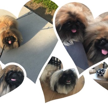 Peticularly Perfect - Pet Training Near Me