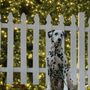 Photo of Alexandria Dog Training Company