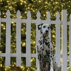 Alexandria Dog Training Company