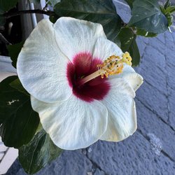 Da Peppino - Hibiscus flowers