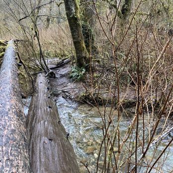 Cherry Creek Falls Trail - we had to cross the river by walking across this log because it was too muddy with the shoes we were wearing so be careful! - Hiking Near Me - Duvall, Washington