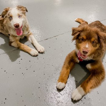 HI-BK Doggy Daycare - Pet Groomers Near Me - Brooklyn, New York HI-BK Doggy Daycare - Pet Groomers Near Me - Brooklyn, New York