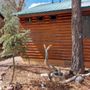 Photo of Cabin Pros