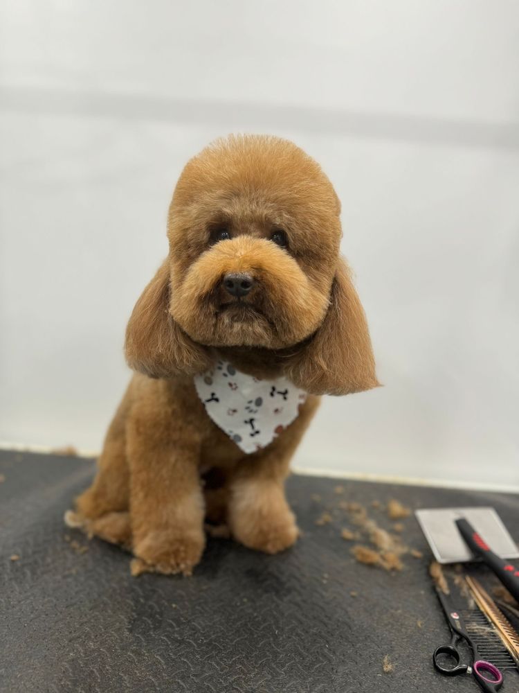 MAGIC PETS HOUSE MOBILE GROOMING Updated September 2024 53 Photos & 18 Reviews Fort