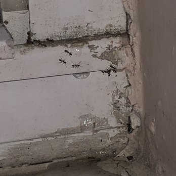 AMH - Ants coming in the windows - Property Management Near Me - Tampa, Florida AMH - Ants coming in the windows - Property Management Near Me - Tampa, Florida