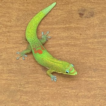 Lydgate Farms - A little gecko friend we saw. - Botanical Gardens Near Me - Kapaa, Hawaii Lydgate Farms - A little gecko friend we saw. - Botanical Gardens Near Me - Kapaa, Hawaii