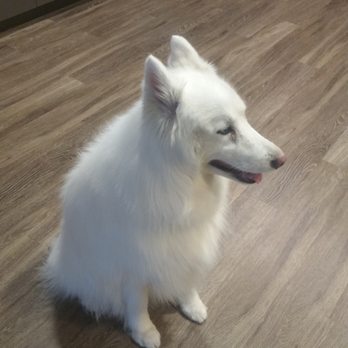 Big Paws Grooming Salon - Pet Groomers Near Me - Orlando, Florida