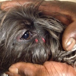 Too many aggressive dogs at this park. This is what happened to my dog.