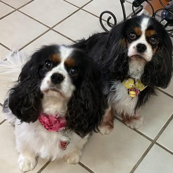 Sonoran Pawz - Here are two of them. - Pet Groomers Near Me - Scottsdale, Arizona Sonoran Pawz - Here are two of them. - Pet Groomers Near Me - Scottsdale, Arizona