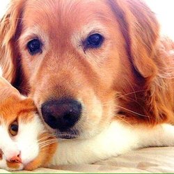 On The Ball Pet Care