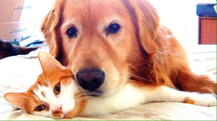 On The Ball Pet Care Image