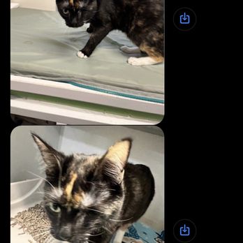 1st Pet Veterinary Centers - North Valley - My cat Brisket at the vets - Veterinarians Near Me - Phoenix, Arizona