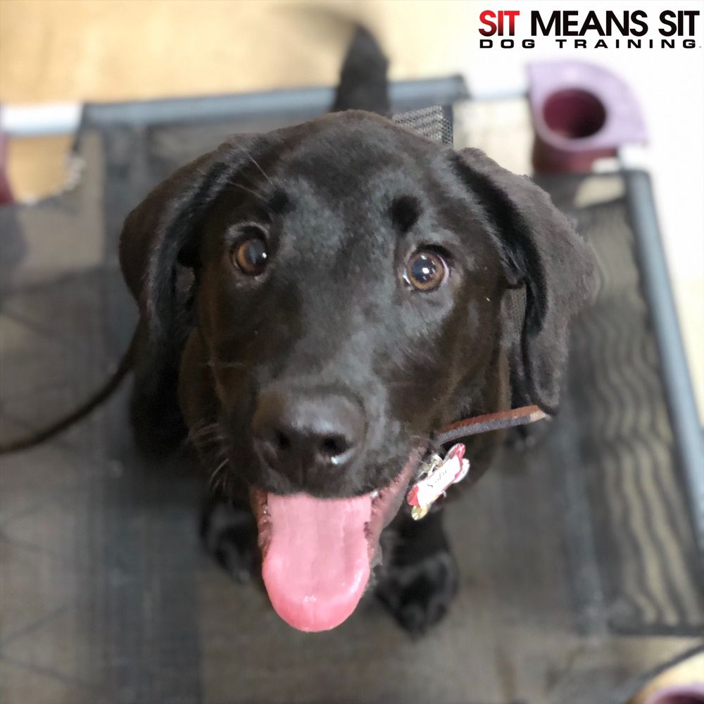 SIT MEANS SIT DOG TRAINING TULSA 13 Photos 6025 S 33rd W Ave, Tulsa