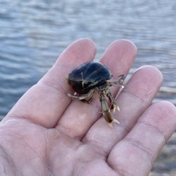 Cedar beach - Hermit crabs