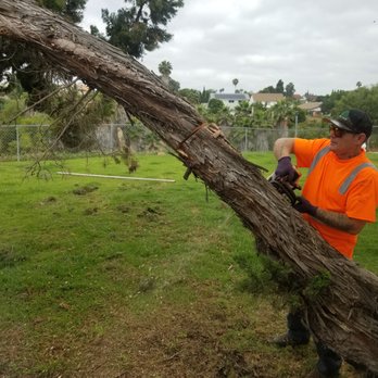 San Diego Tree Care - The big cut - Tree Services Near Me - San Diego, California San Diego Tree Care - The big cut - Tree Services Near Me - San Diego, California