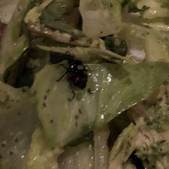 Marinitas - That's a bug crawling out of our salad :^( - Latin American Near Me - San Anselmo, California Marinitas - That's a bug crawling out of our salad :^( - Latin American Near Me - San Anselmo, California