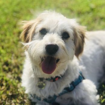 Wags & Ruffs - Another great pic of my pooch! - Pet Boarding Near Me - San Diego, California