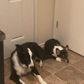 New River Veterinary Hospital - Roper, corgi and bo duke the border collie - Veterinarians Near Me - New River, Arizona New River Veterinary Hospital - Roper, corgi and bo duke the border collie - Veterinarians Near Me - New River, Arizona