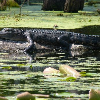 Brazos Bend State Park - Parks Near Me - Needville, Texas Brazos Bend State Park - Parks Near Me - Needville, Texas