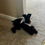 Photo of Mutt Cuts Dog Grooming