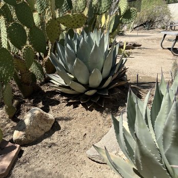 Moorten Botanical Garden - Nurseries & Gardening Near Me - Palm Springs, California Moorten Botanical Garden - Nurseries & Gardening Near Me - Palm Springs, California