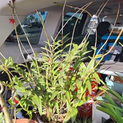 Padre Palms & Landscapes - Fire star orchid