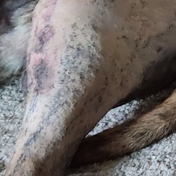 BluePearl Pet Hospital - His 2nd surgery tplo