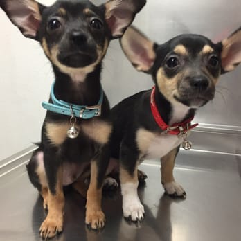 Delano Veterinary Hospital - Nacho and Emmie - Veterinarians Near Me - Delano, California
