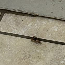 Red Roof Inn - A cockroach