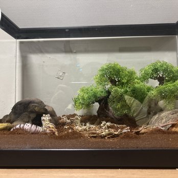 LLLReptile & Supply - Spotted Leopard Gecko - Reptile Shops Near Me - Oceanside, California LLLReptile & Supply - Spotted Leopard Gecko - Reptile Shops Near Me - Oceanside, California