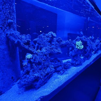 Cheesecakes Unlimited - Beautiful fish tank - Seafood Near Me - Redding, California